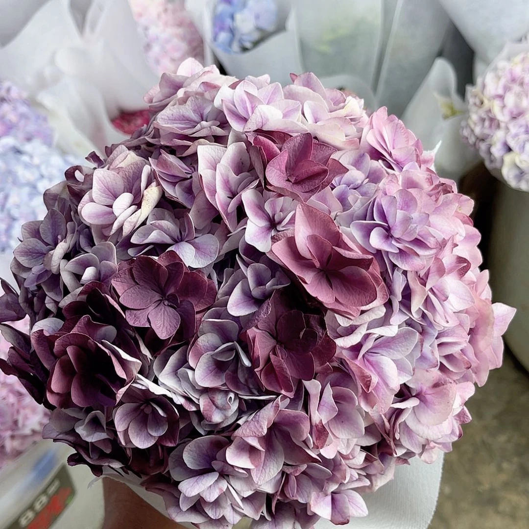 完全开放稀有绣球花52喷色簪花