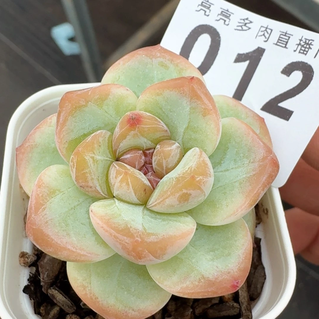 孤品珍妮         多肉植物