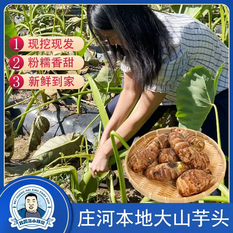 庄河本地大山新鲜现挖小芋头软糯香甜香芋艿新鲜蔬菜5斤