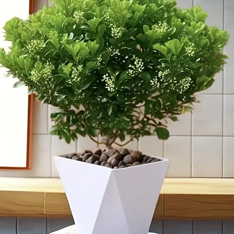 【耐活好养】香水米兰开花飘香好养懒人绿植盆栽适合室内外阳台飘窗