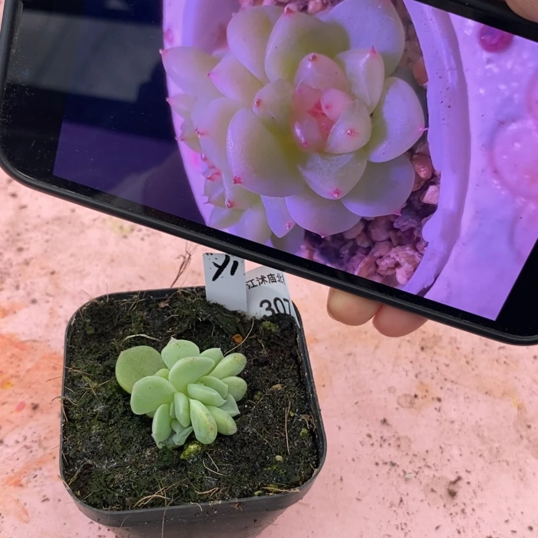 标签307甜心y1一个多肉