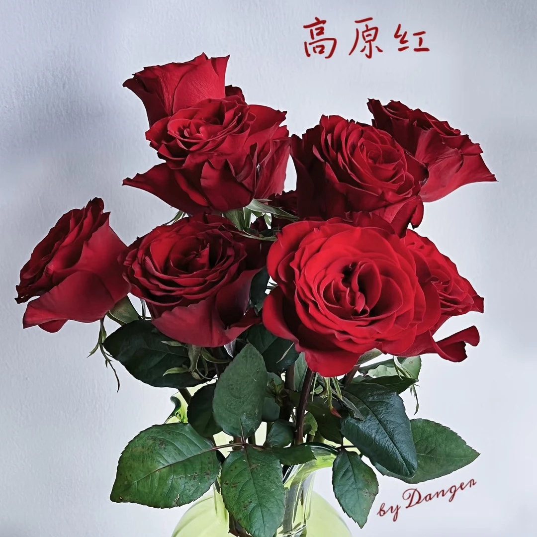 【高原红10支】到店自提立减10米