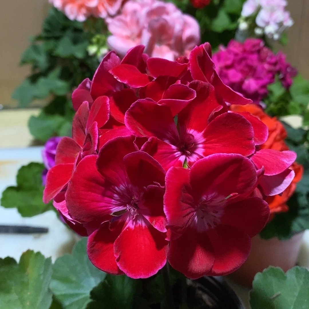 无花朵【天竺葵英雄】