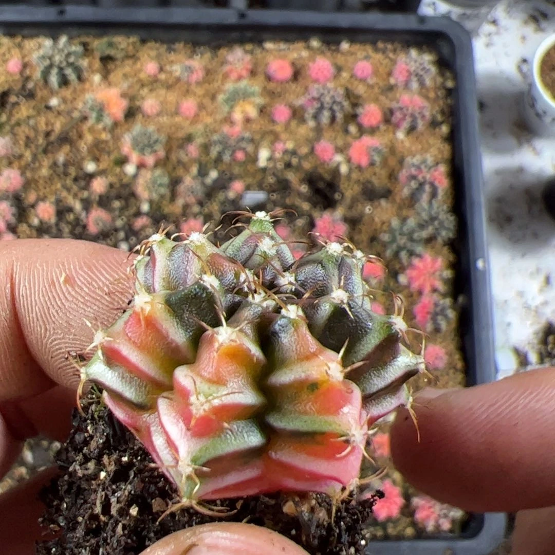 ****蒿当前无花栽培后可以开花048