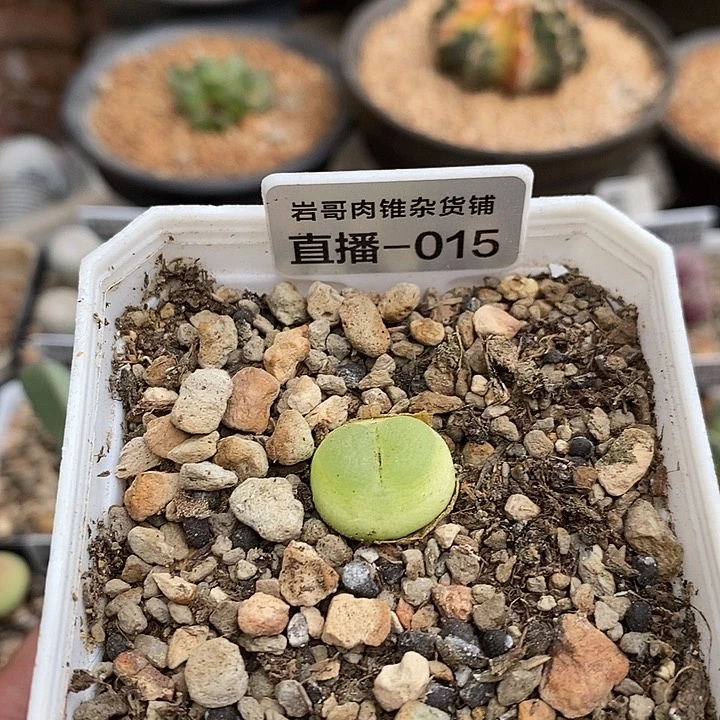 4年拉登1.6厘米左右