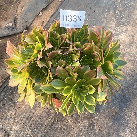 336青檬多肉法师