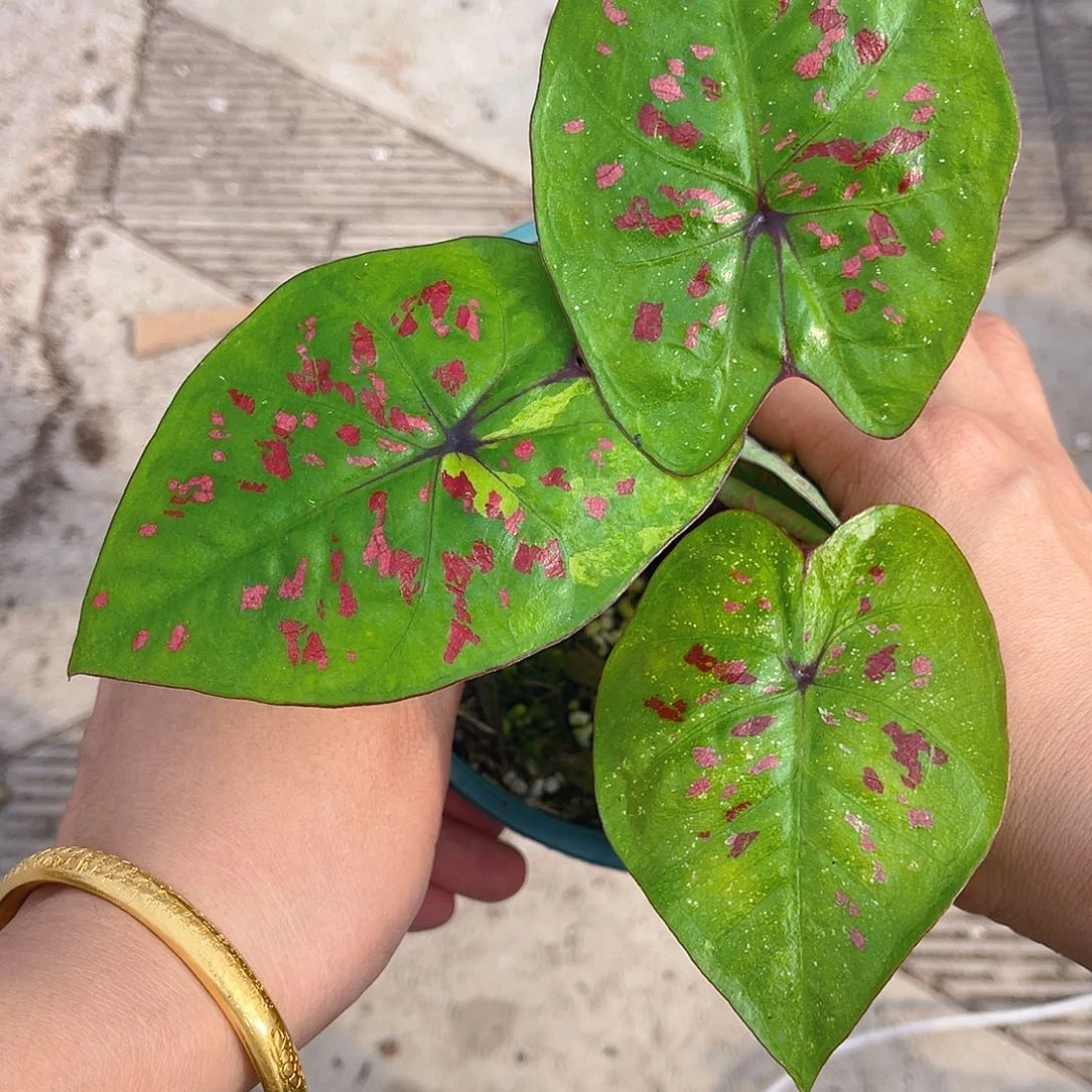 完全开放泰彩一物一拍31