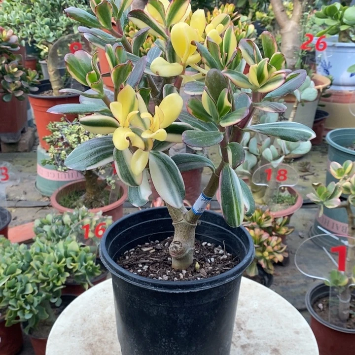 白锦花月一物一拍