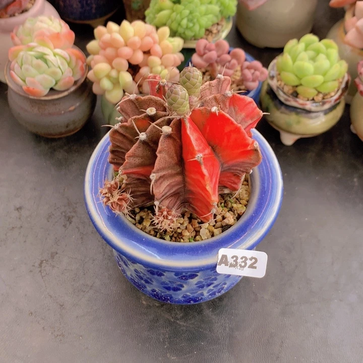 用****听一物一拍含盆土满38包邮A332