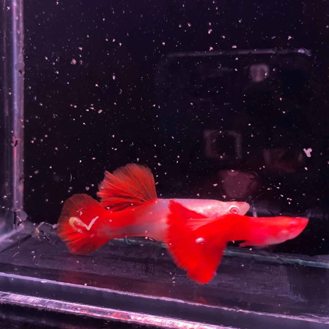 孔雀鱼精品血红一对