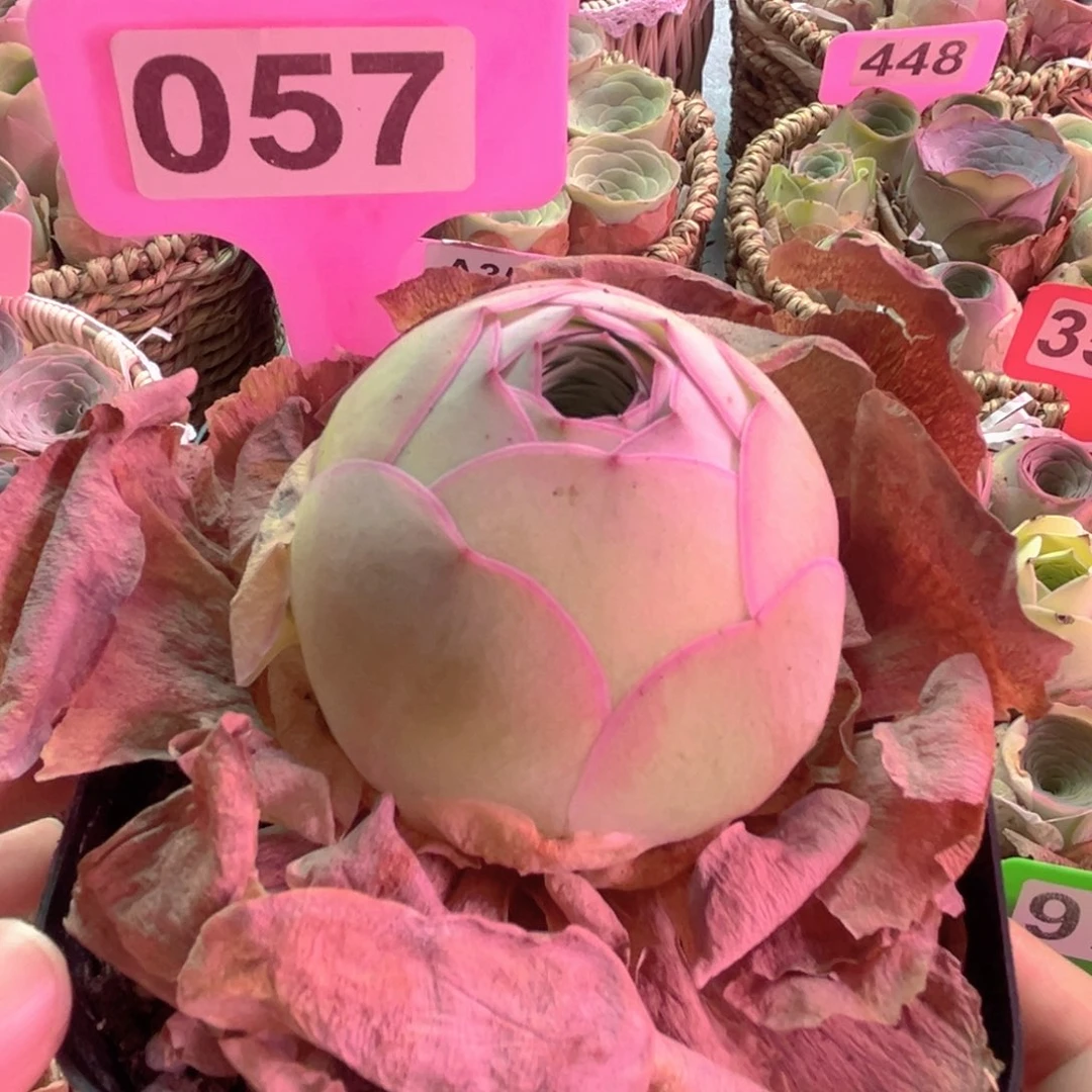 057精品山地玫瑰