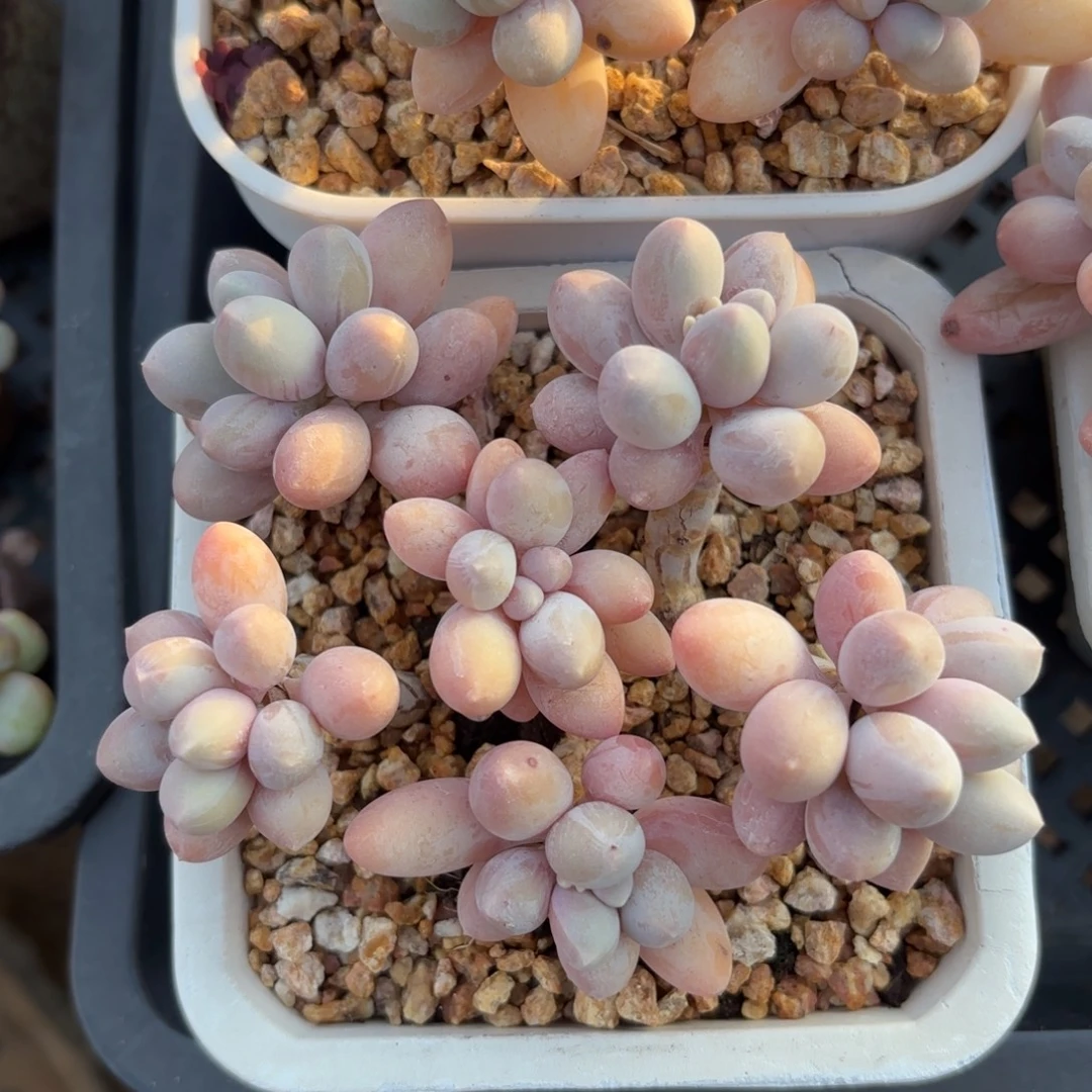 无花朵老桩香水手指