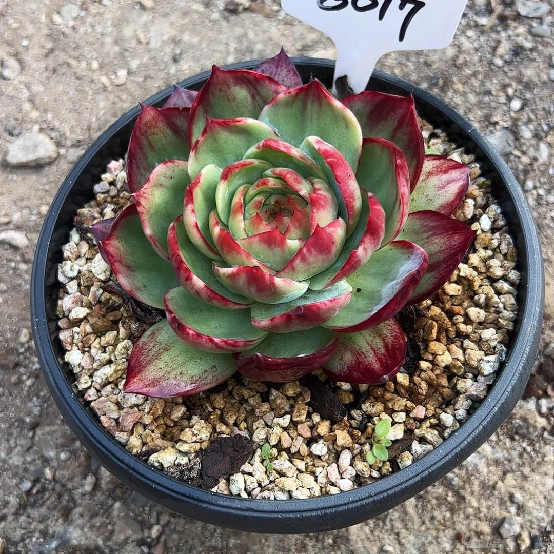 一***风惊鸿仙子一物一拍8017号