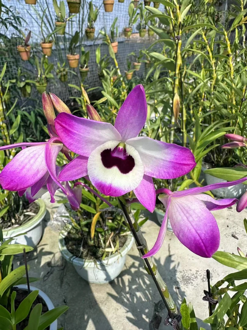 越南金钗(花色漂亮)