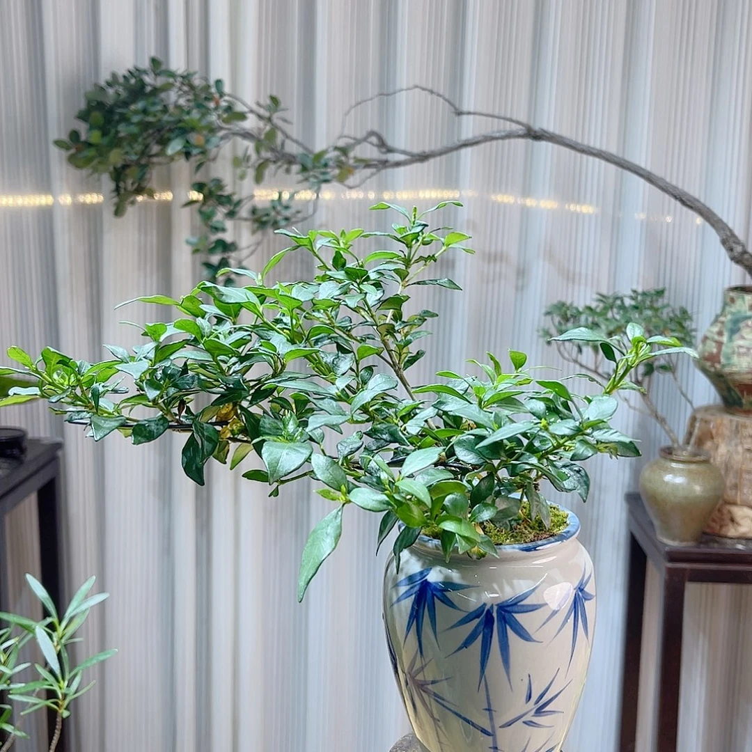 理***乱无花朵555569999999