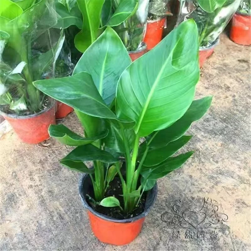 天堂鸟小盆栽客厅办公室内好养花卉绿植新房家用吸甲醛大叶植物