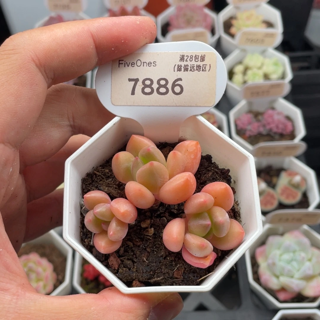 桃花源7886-6厘米