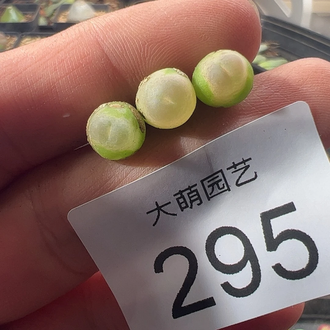 一物一拍默认微瑕。   295