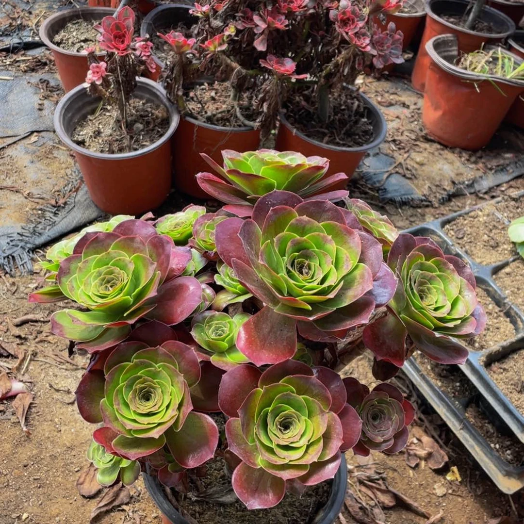 魅金玫瑰123456鲜花老桩