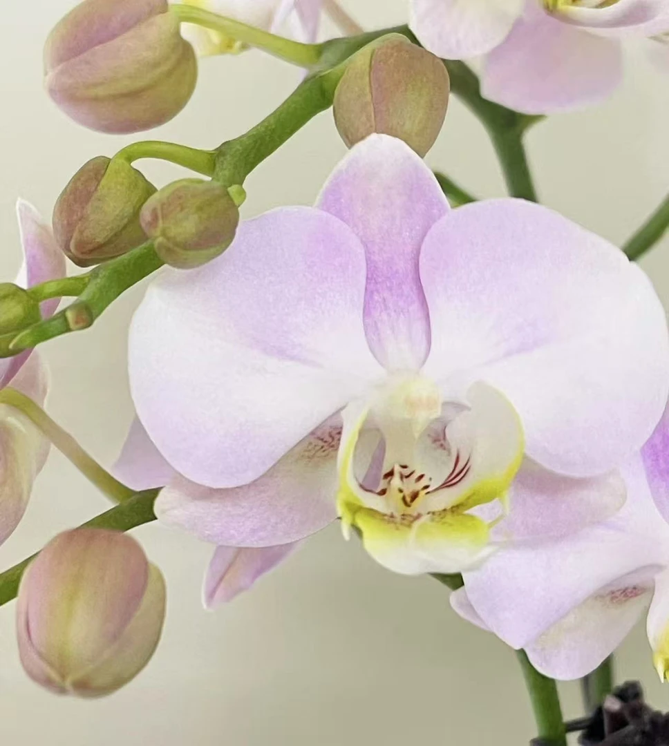 （天使）蝴蝶兰 室内高端兰花1棵