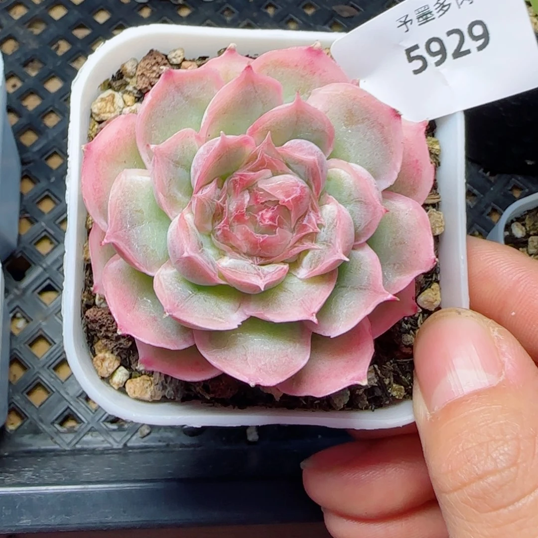 水晶虾饺，5929多肉植物