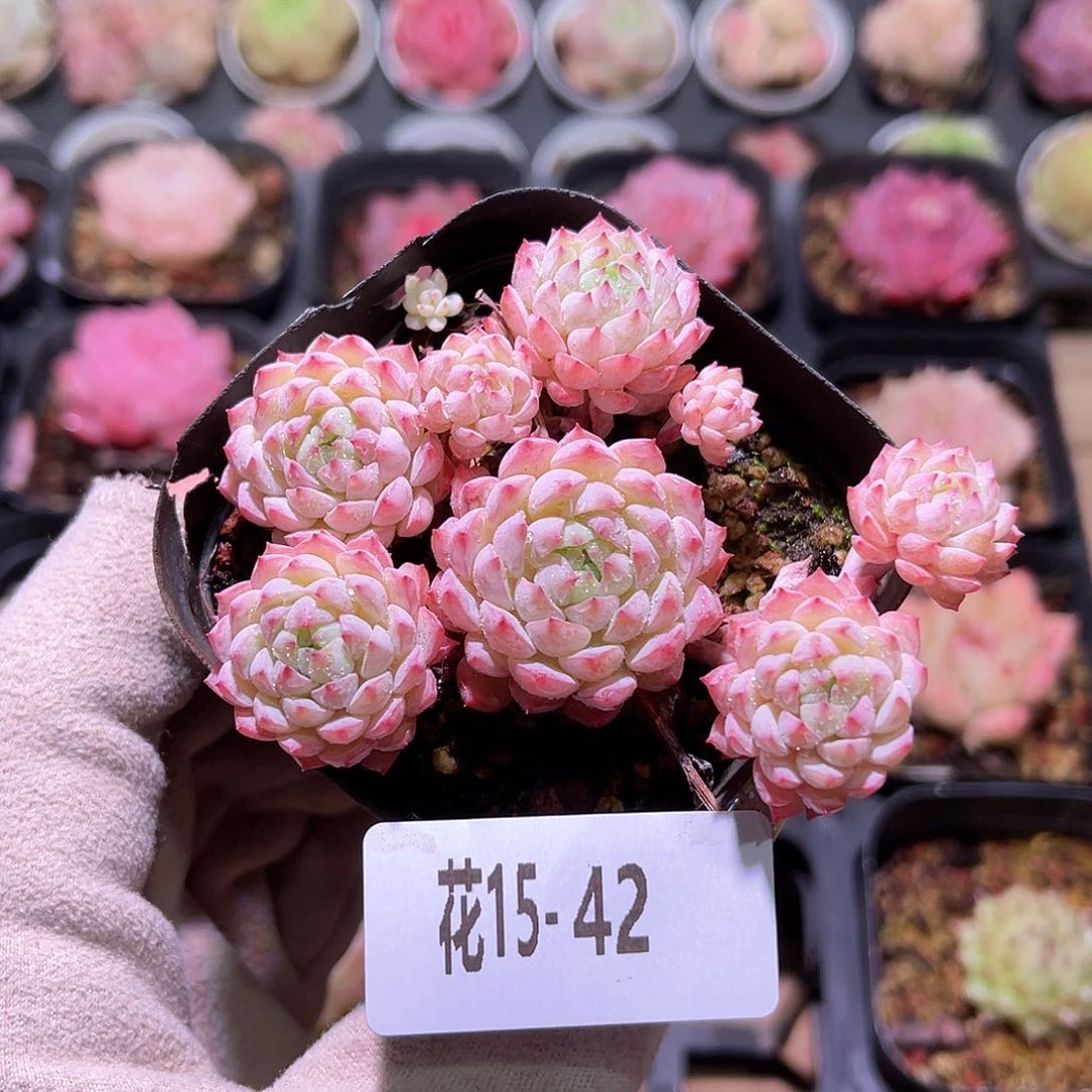 花利美15-42小粉莓群