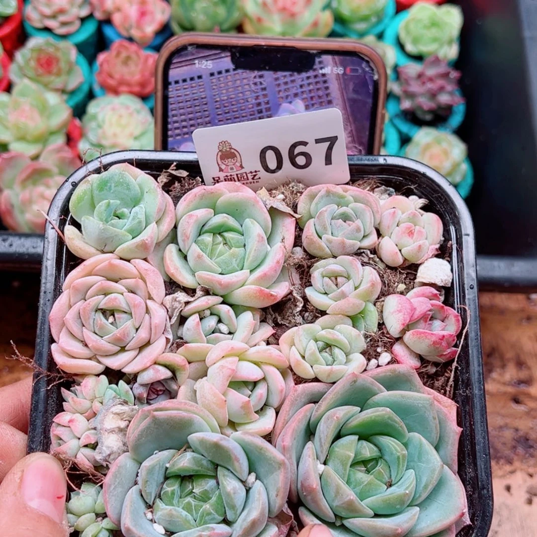 多肉植物多肉植物