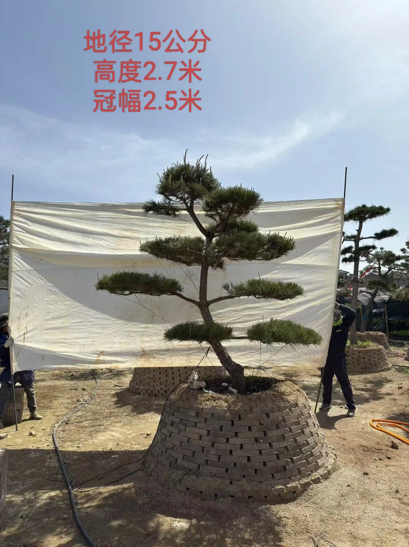 市政工程专用，高性价比造型黑松意向金，仅支持一物一价