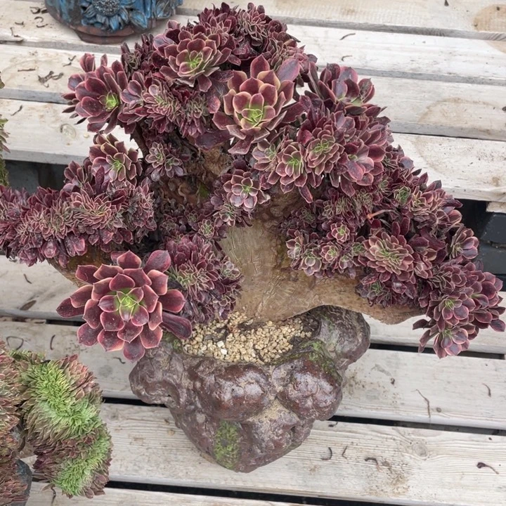 法师老桩缀化欧嘉莉