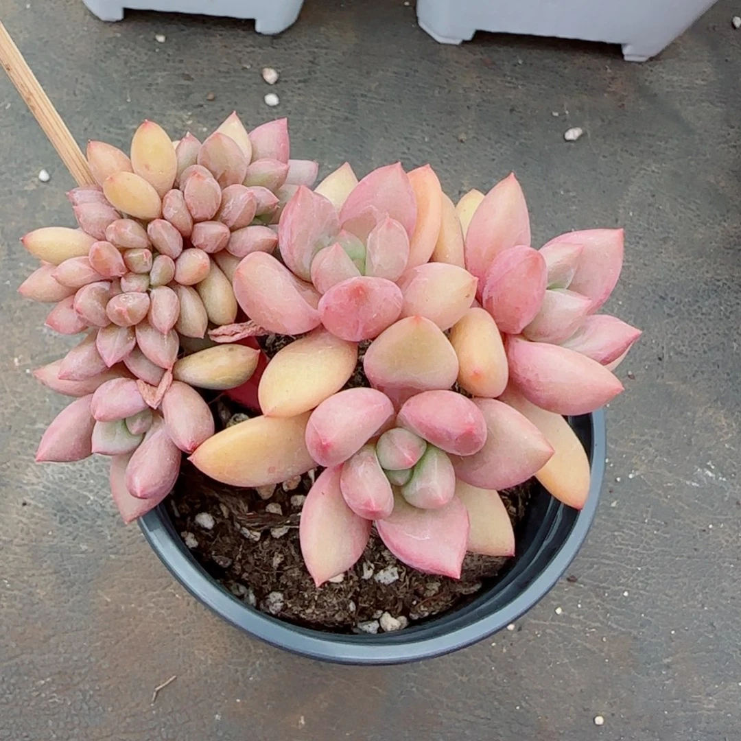 桃花源缀化，8980多肉