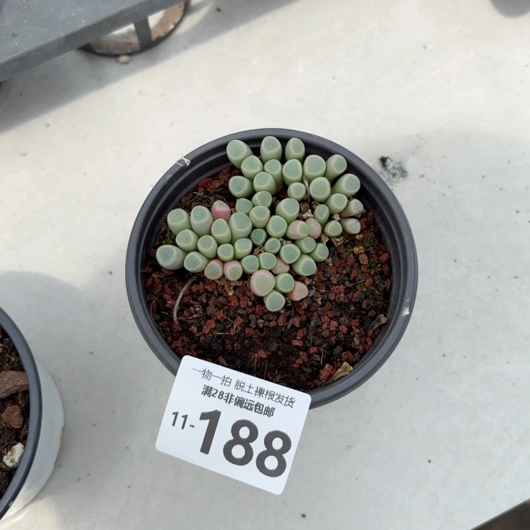 五十铃玉多肉多肉多肉