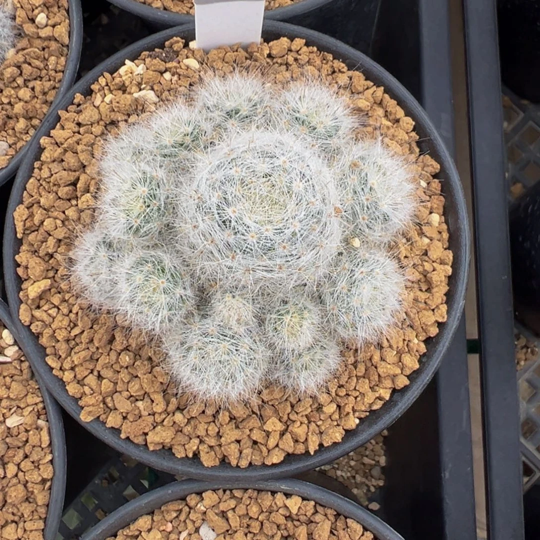204实生根小惑星多肉植物带盆土