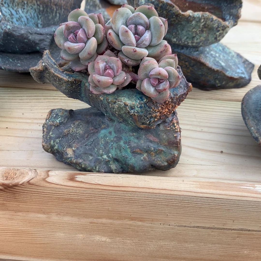 飞*鱼飞飞鱼常青藤发货多肉花盆