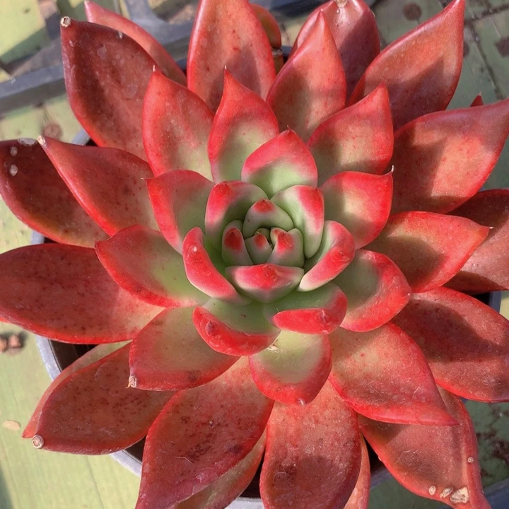 超弗单头脱土14cm