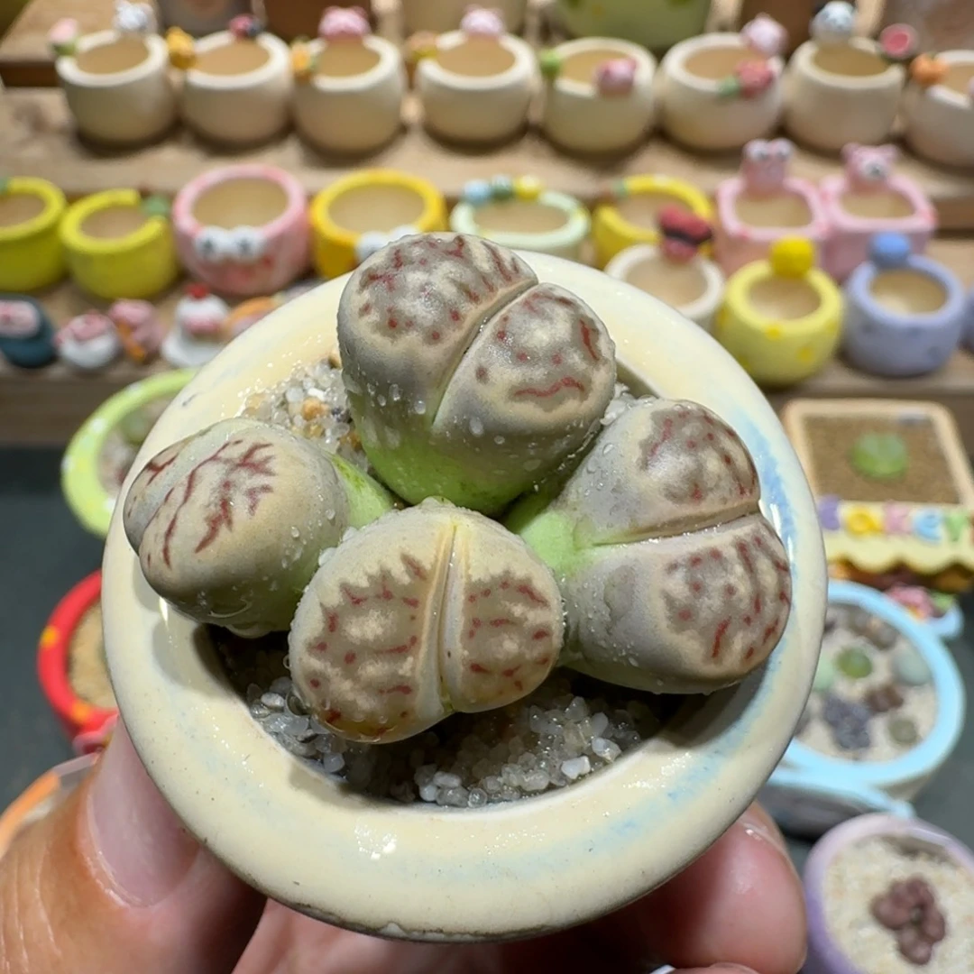 蘑菇1409丽虹多肉植物