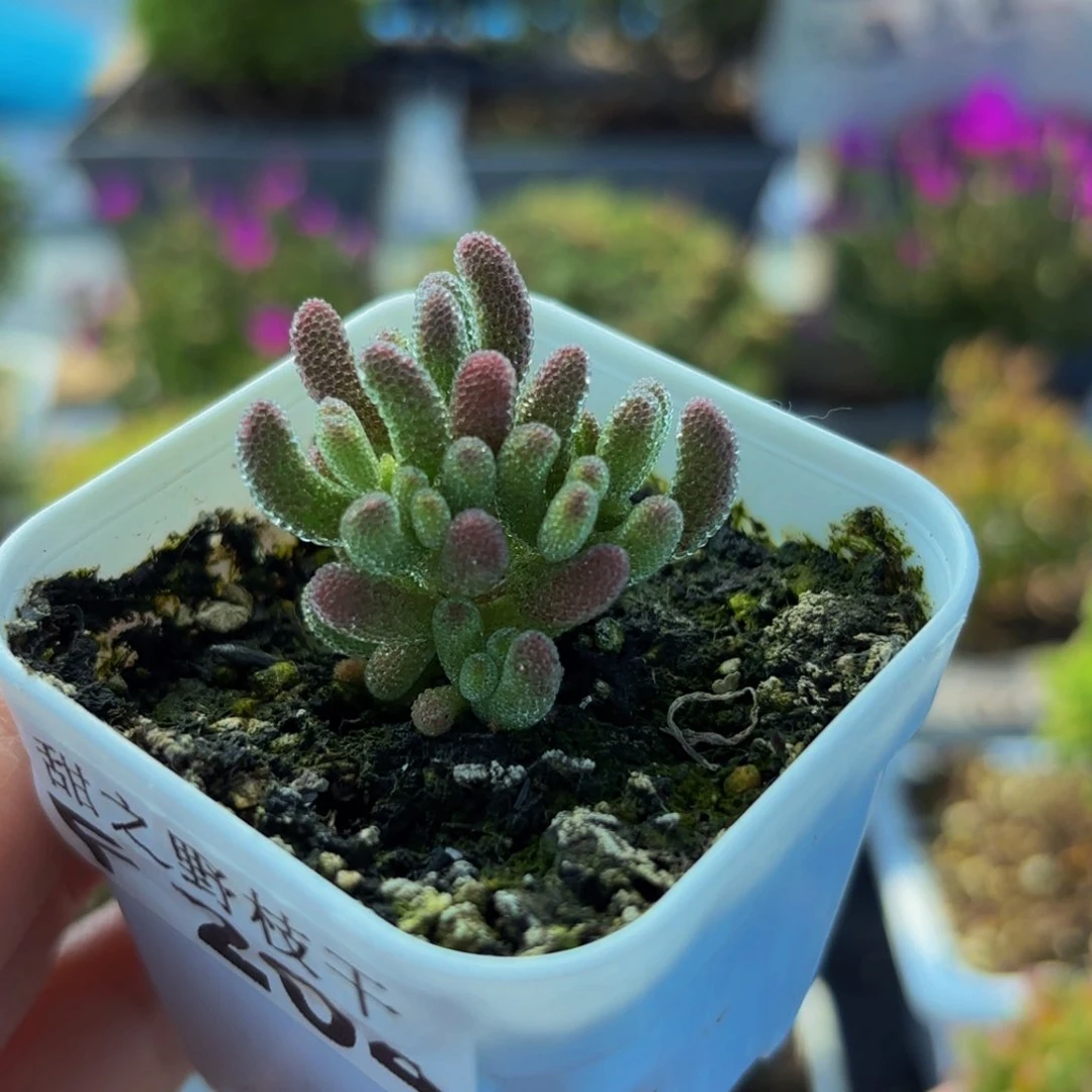 冰晶钻石杂204。