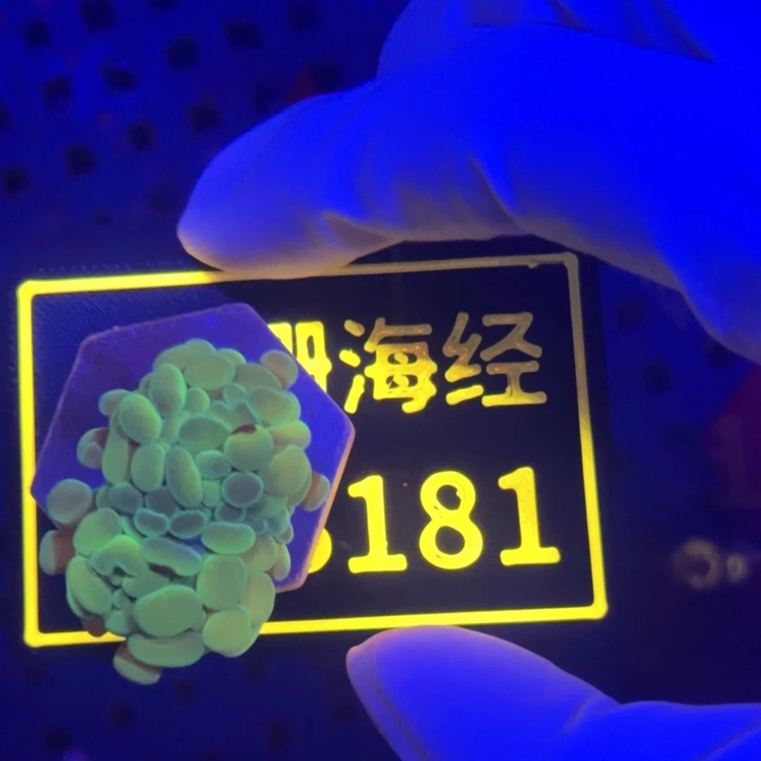 用***8纽扣珊瑚又又不包邮分支榔头B181