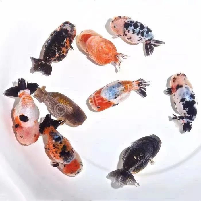 商品鱼兰寿金鱼冷水观赏鱼苗好养耐活多种花色活体练手鱼