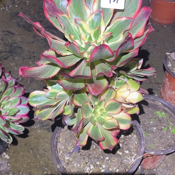 法师植物魅影法师437