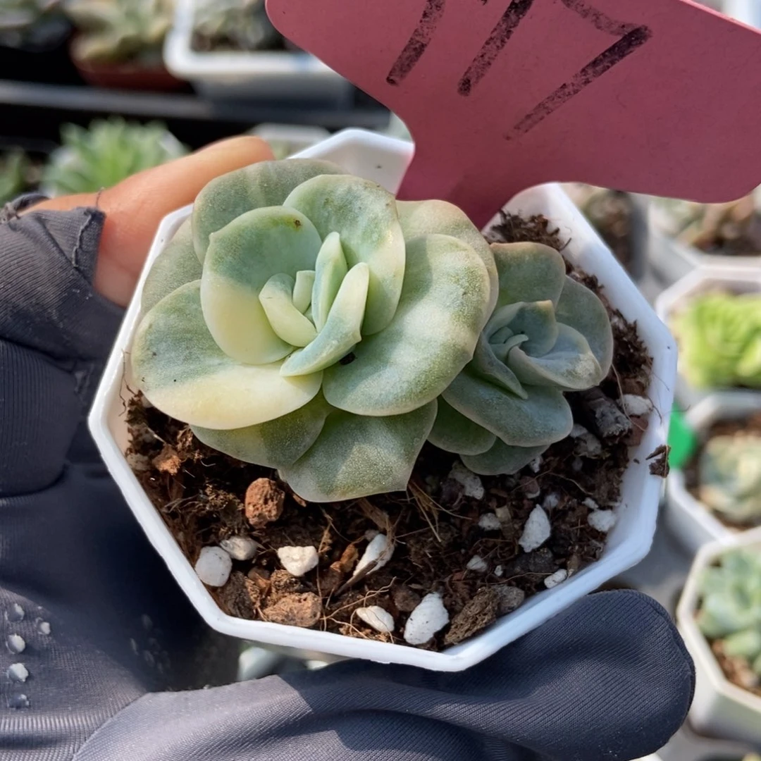 117可爱玫瑰锦多肉植物