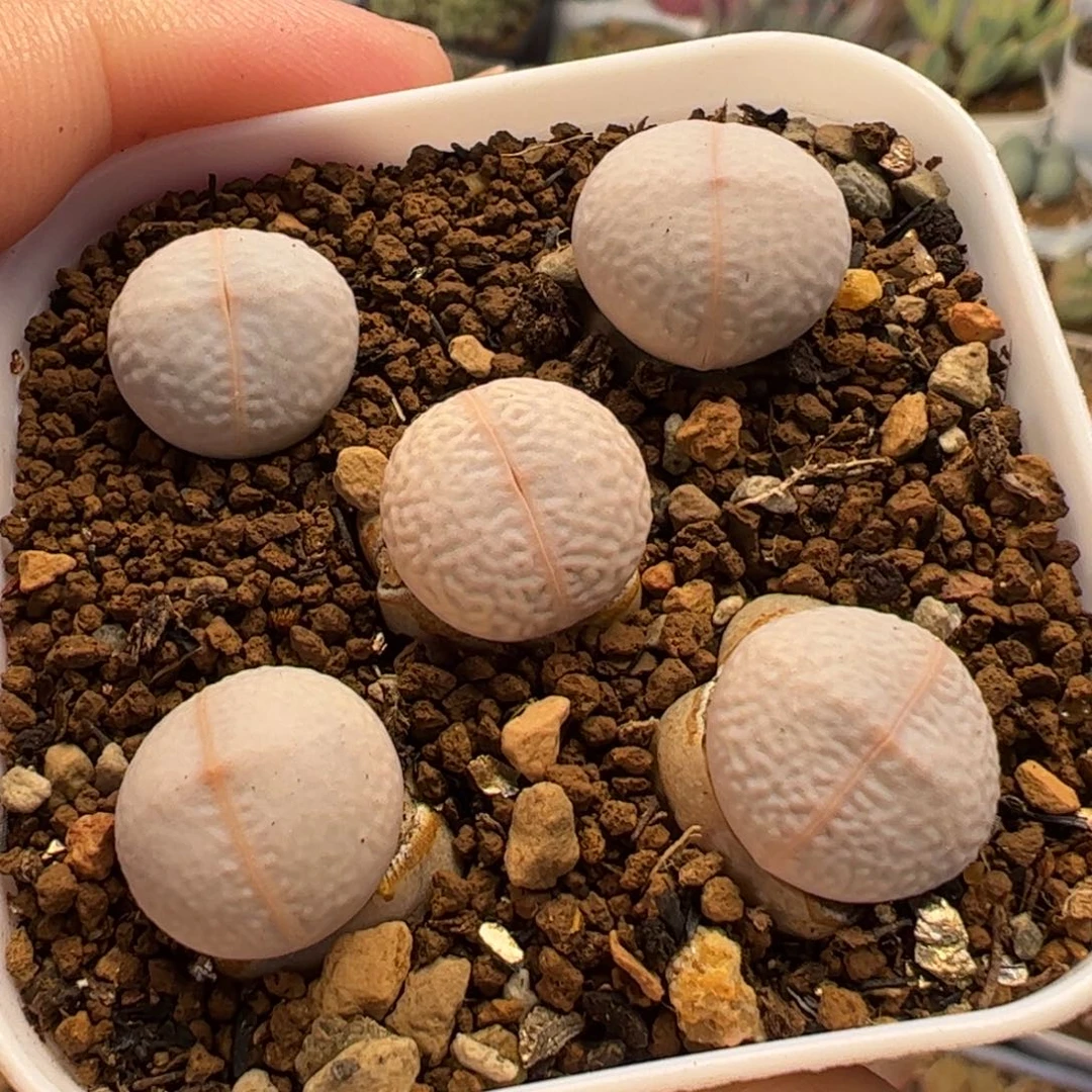 142多肉植物纤维