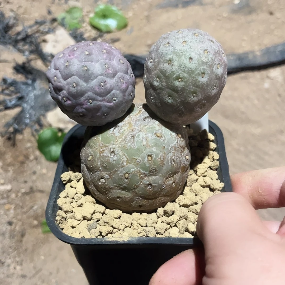 1号习志野68576678888