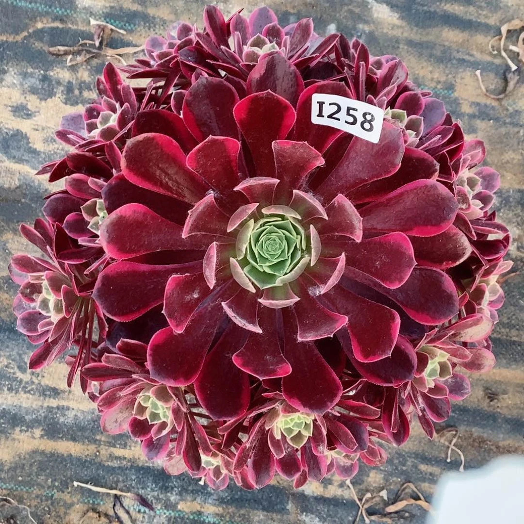 258金丝雀4444444手捧