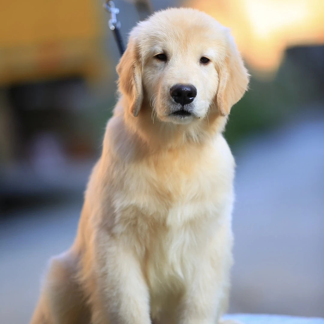 〖八神〗双血统金毛带出生纸和芯片幼犬大型狗狗活物比格犬宠物