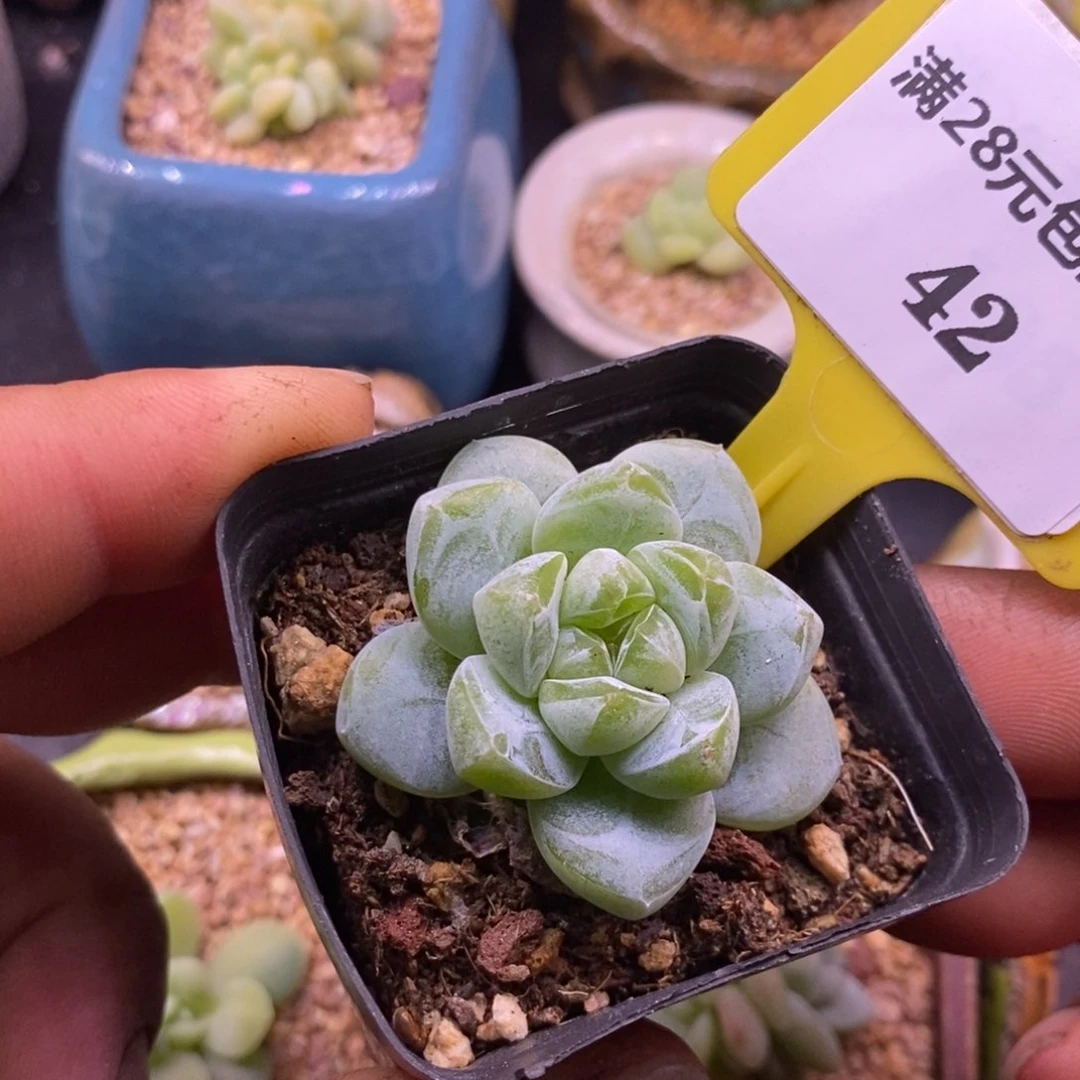 842翡翠冰玉多肉植物