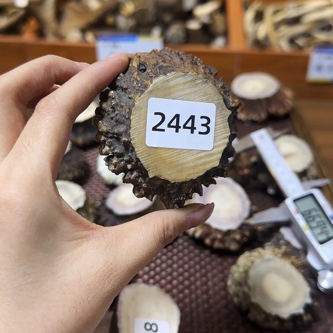 手串/手链鹿骨角帽2443