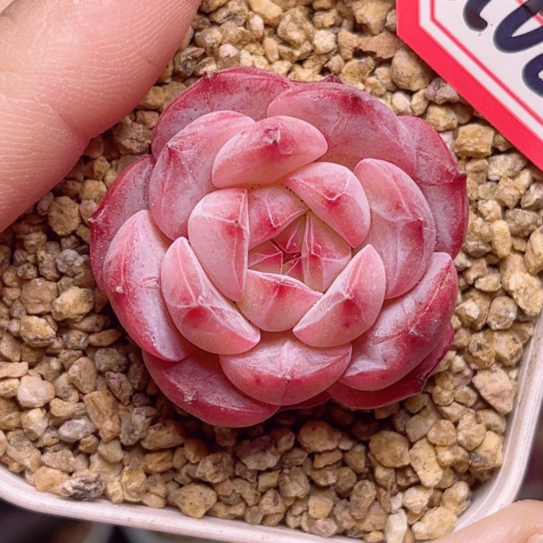 G689一物一拍 璎珞