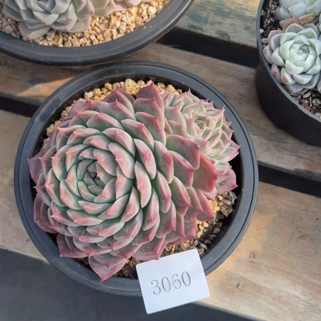 琳*3060多肉多多多