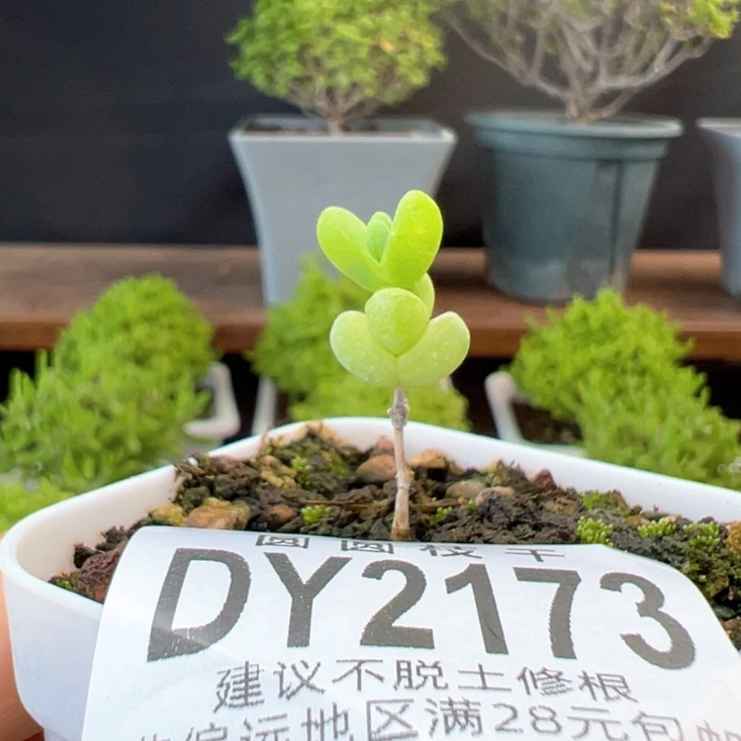 【闪购商品】dy2173元宝盆口5cm