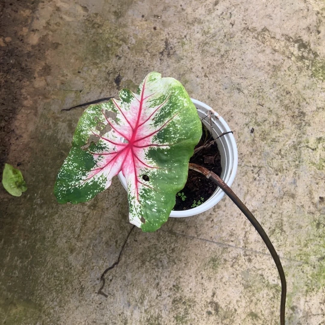 无花朵海莫不包叶损不包球